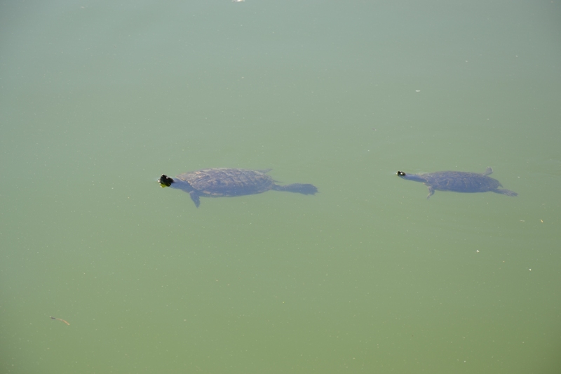 DSC_0220.JPG