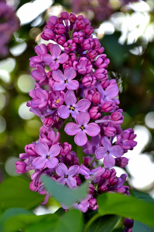 DSC_3768.JPG